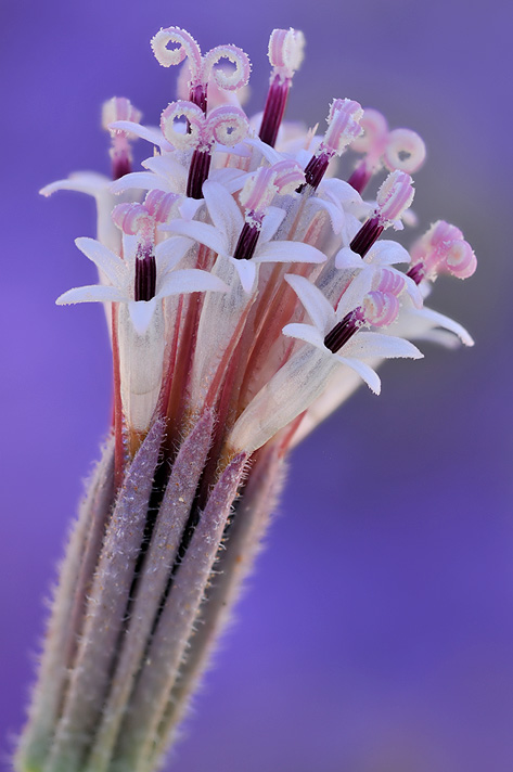 CA - Mojave Desert - Spanish Needles