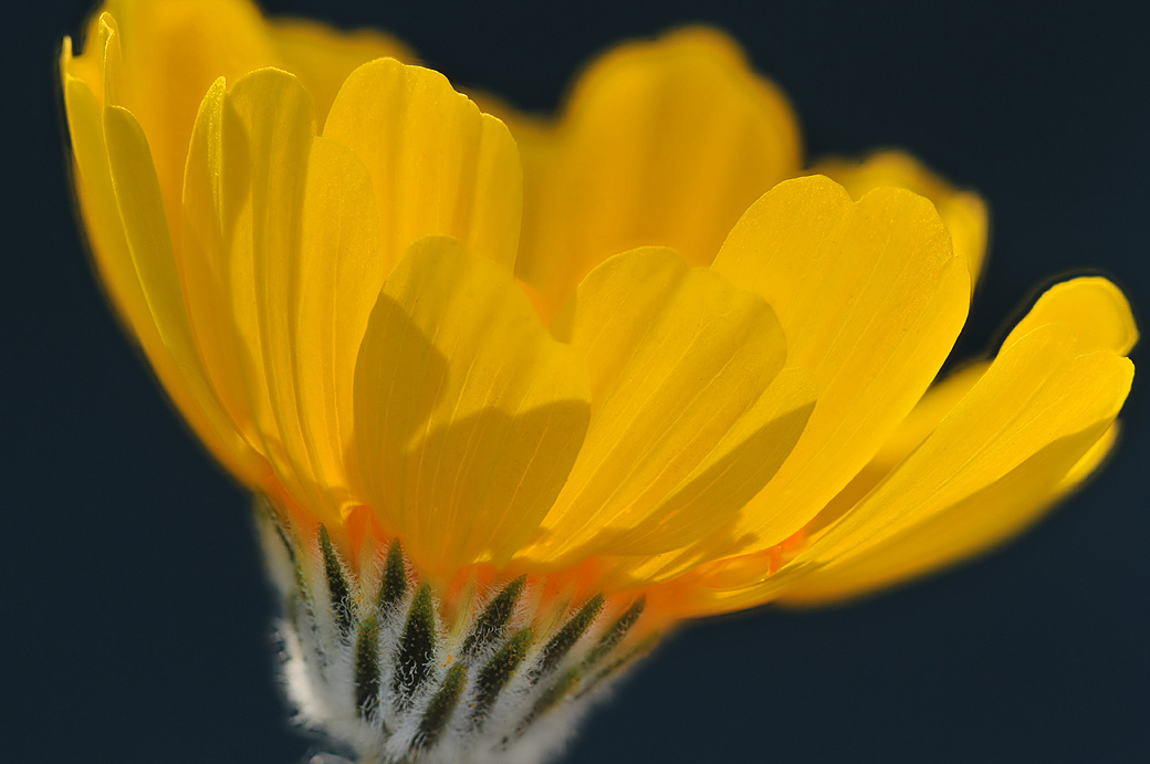 Joshua Tree NP - Desert Sunflower