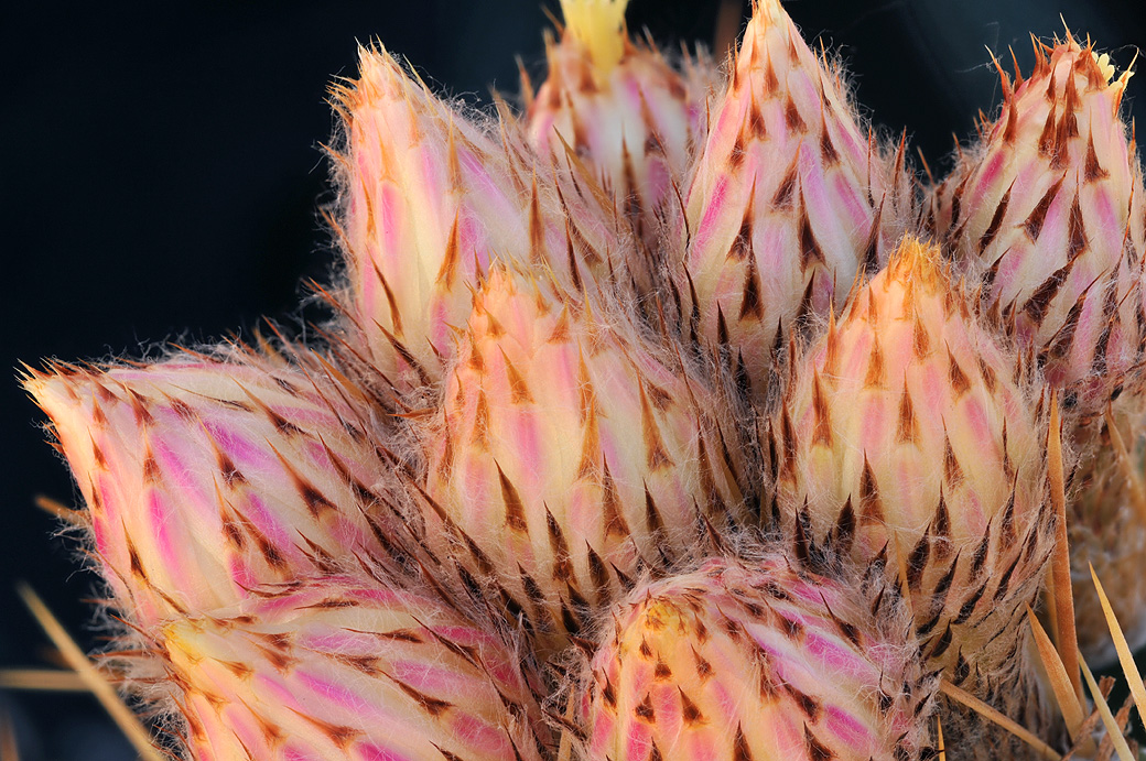 Astrophytum Cactus Buds