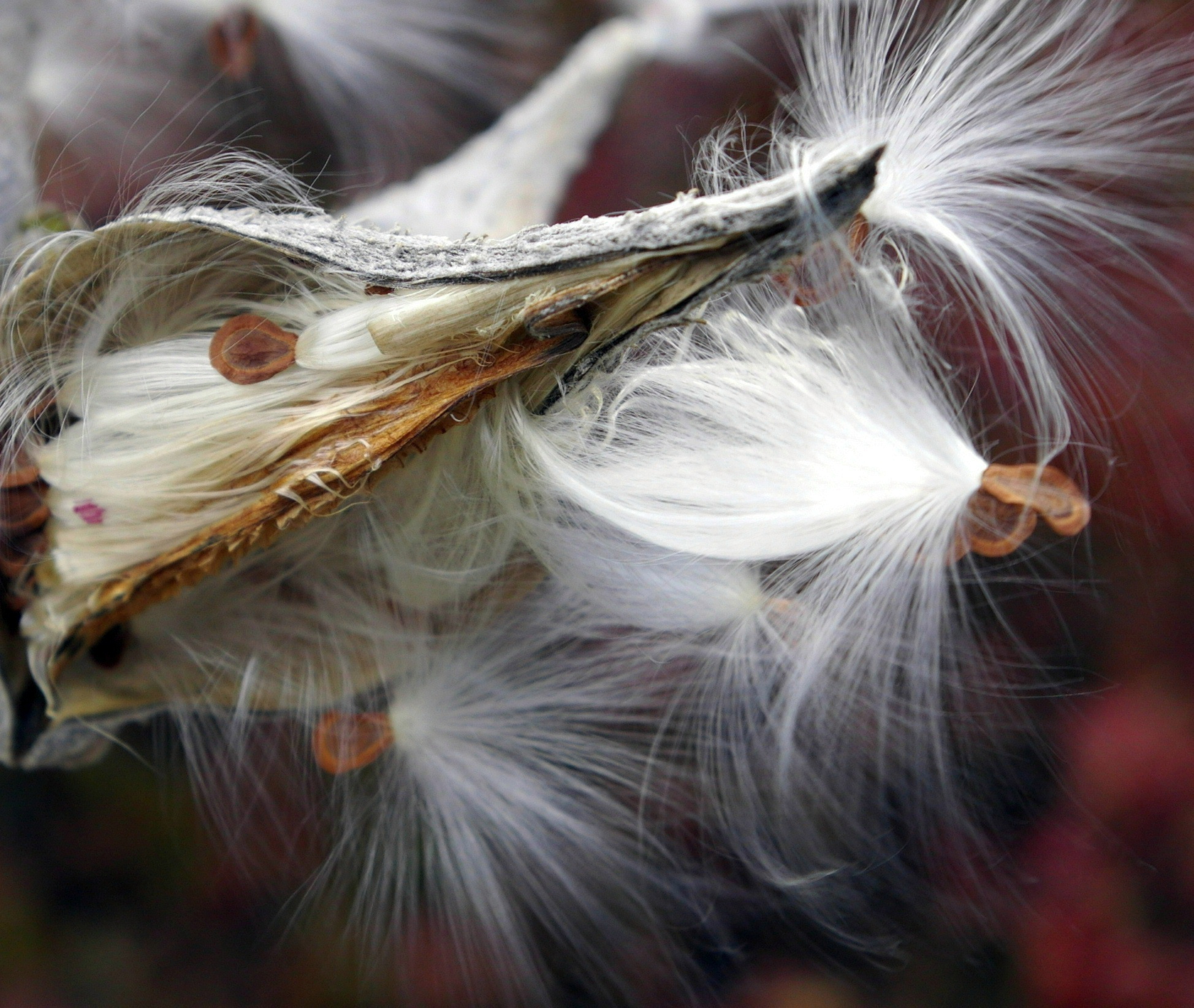 MILK WEEDS