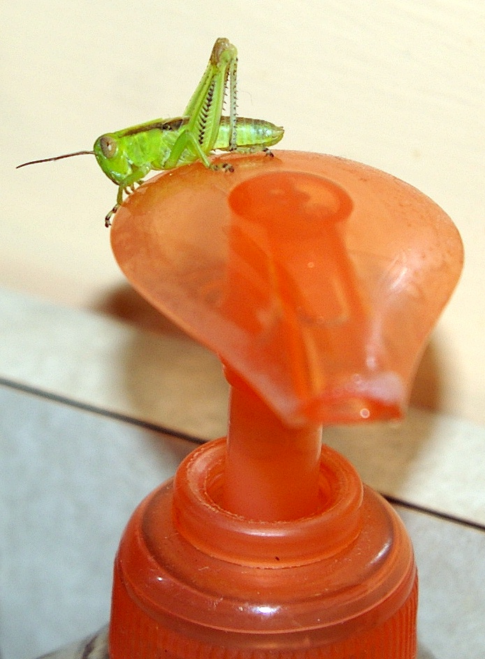 GRASSHOPPER ON MY SOAP DISPENSER