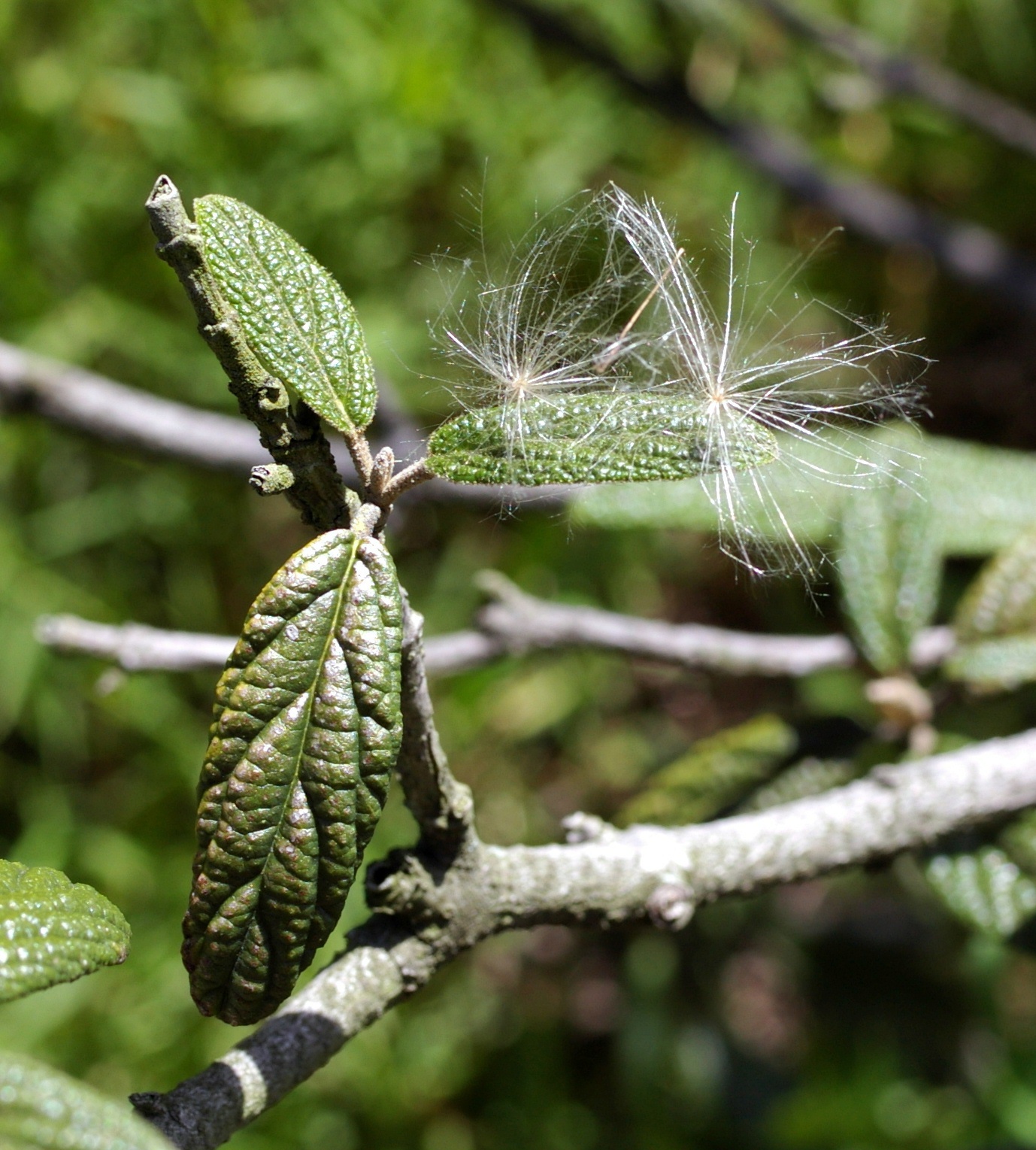A WEED