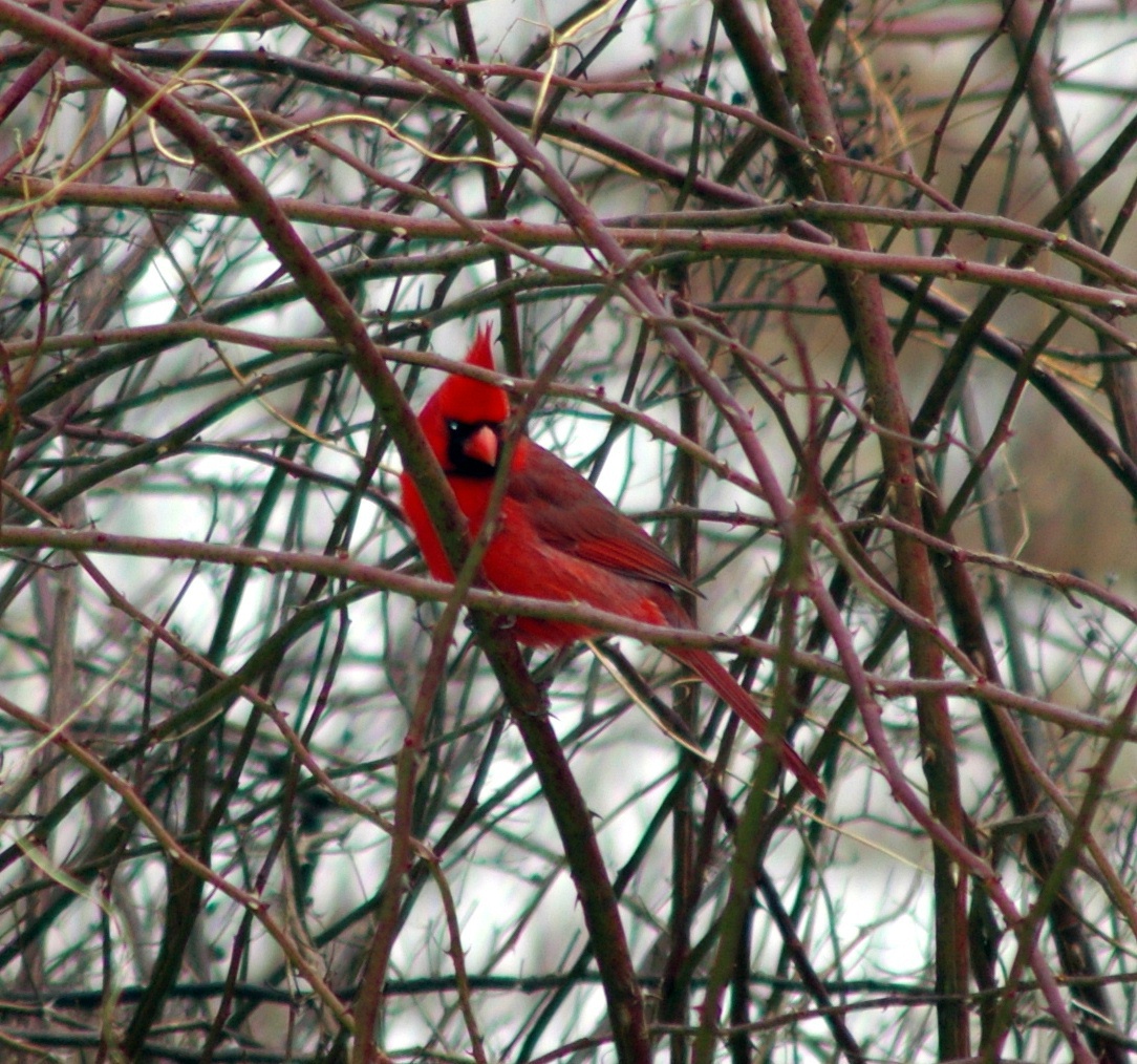 RED CARDINAL