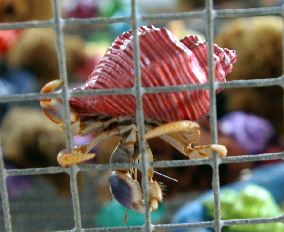 HERMIT CRAB AT SEASIDE HGTS.