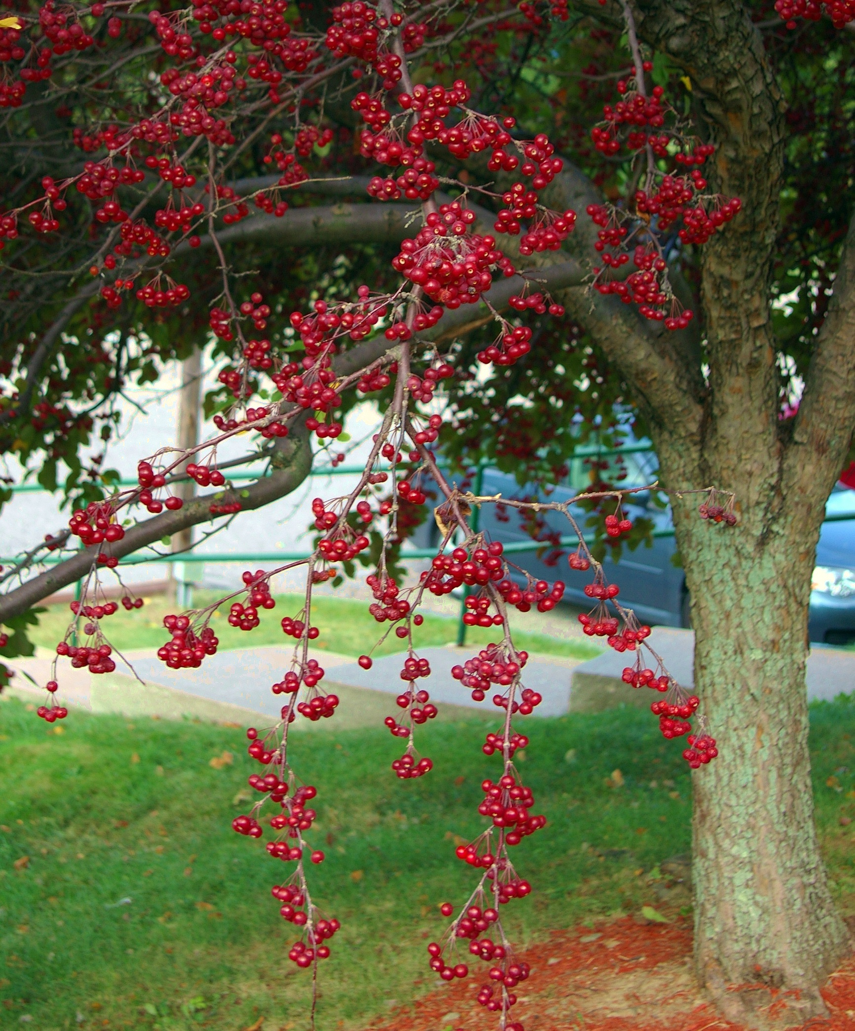 Fall Tree-2007