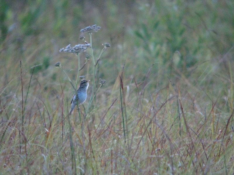 Waterrietzanger / Aquatic Warbler