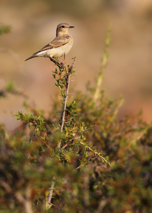 Izabeltapuit / Isabelline Wheatear