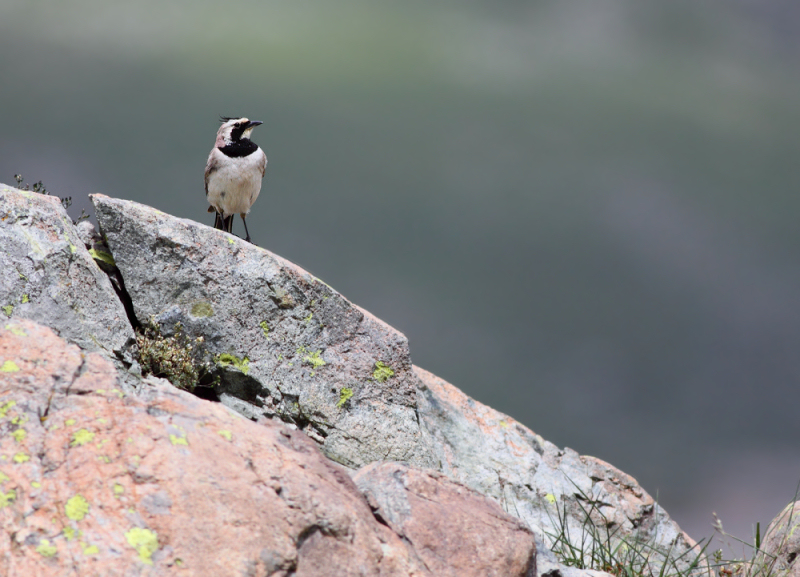 Strandleeuwerik / Shore Lark