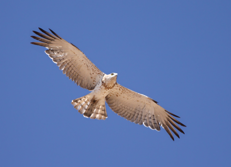 Slangenarend / Short-toed Eagle