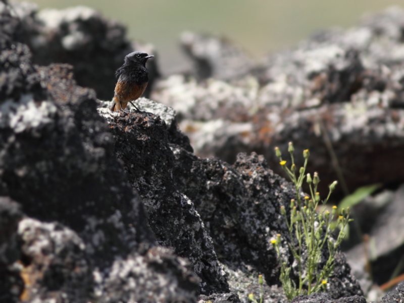 Zwarte roodstaart / Levantine Black Redstart