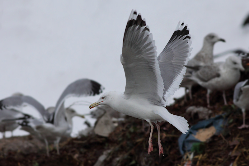 Pontische meeuw / Larus cachinnans