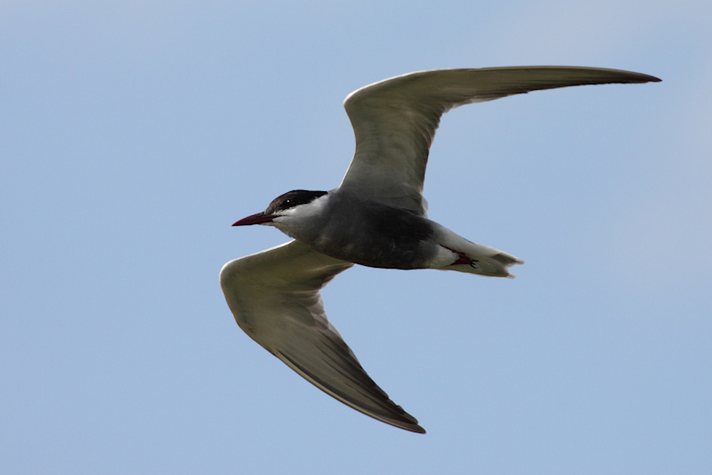 Witwangstern / Whiskered Tern