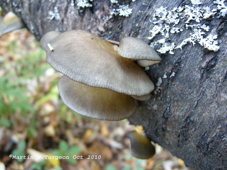 Sarcomyxa serotina - Pleurote tardif - Late Fall Oyster