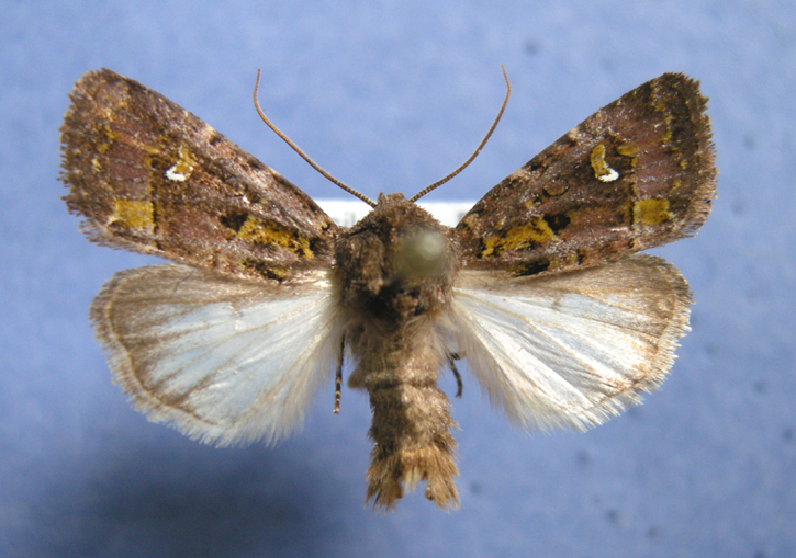 10397 Lacinipolia renigera - Male