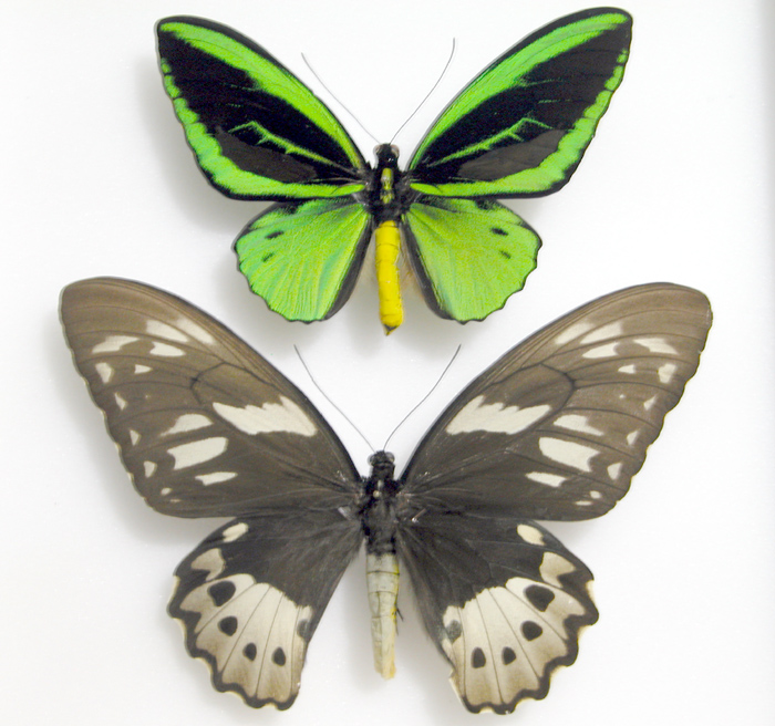 Ornithoptera priamus poseidon  male -female
