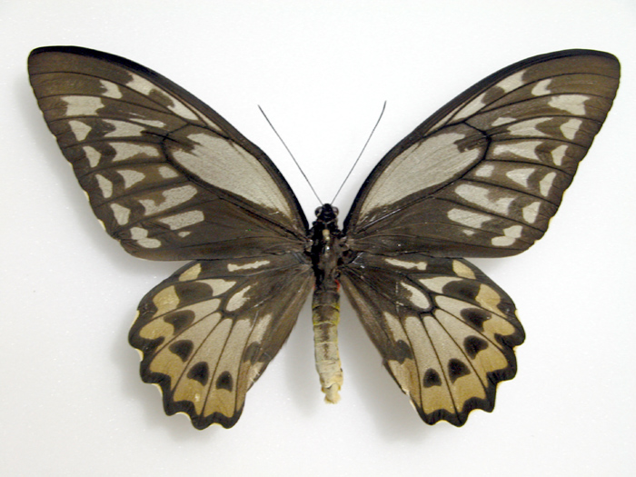 Ornithoptera croesus lydius female