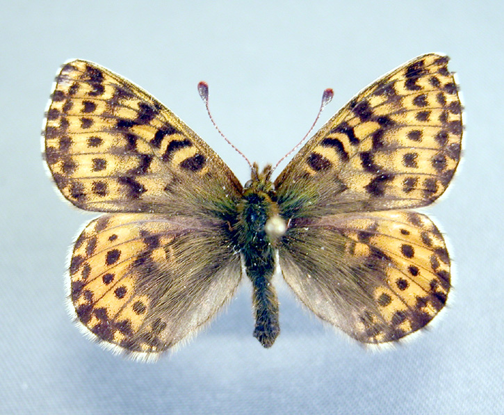 4470 - Clossiana polaris