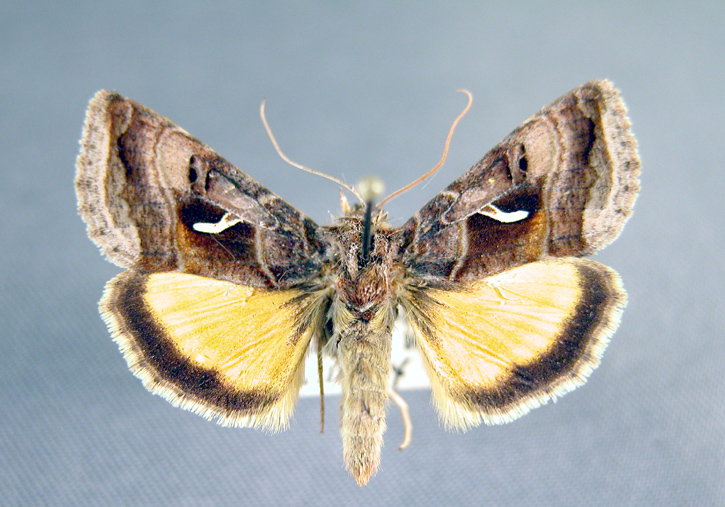 8949 - Syngrapha ignea