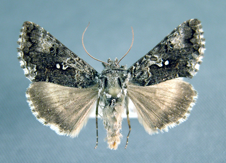 8936 - Syngrapha u-aureum