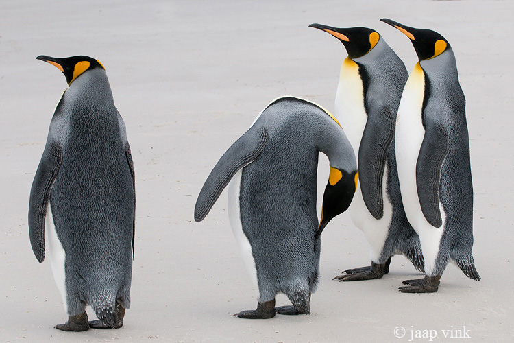 King Penguin - Koningspingun - Aptenodytes patagonicus
