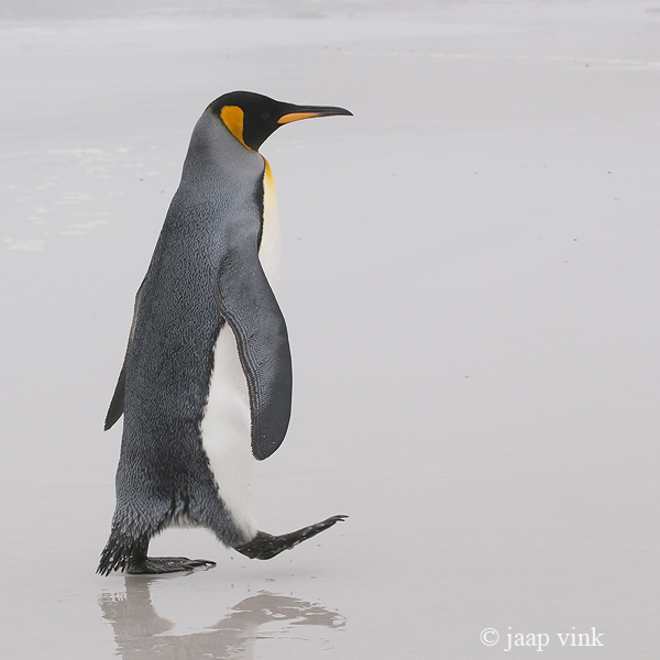 King Penguin - Koningspingun - Aptenodytes patagonicus