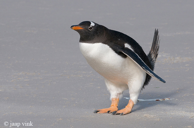 Gentoo Penguin - Ezelspingun - Pygoscelis papua