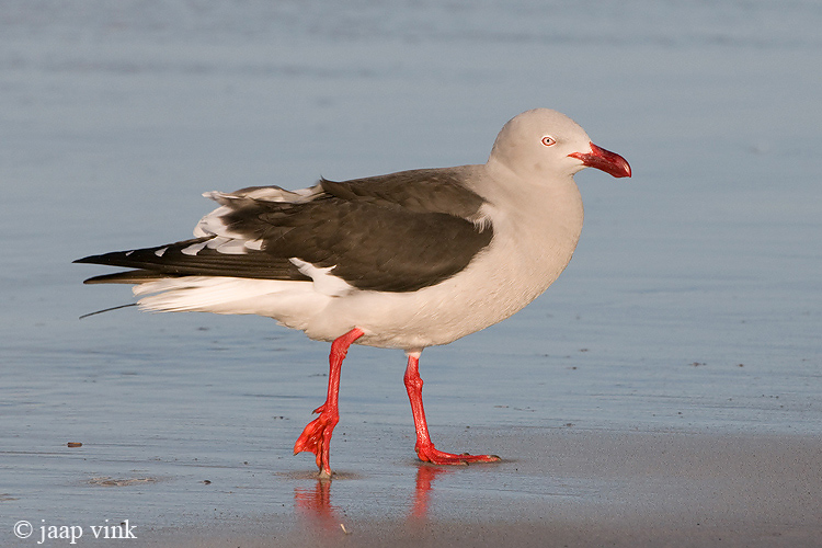 Dolphin Gull - Dolfijnmeeuw - Larus scoresbii