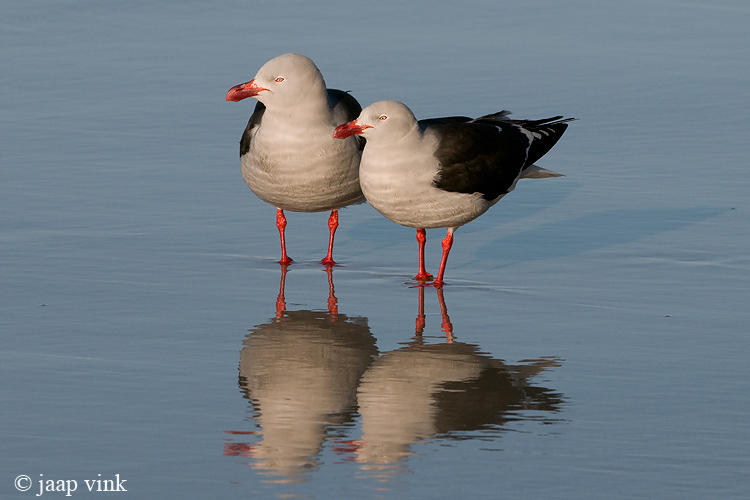 Dolphin Gull - Dolfijnmeeuw - Larus scoresbii