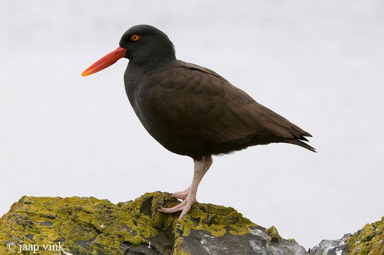 Blackish Oystercatcher - Zuidamerikaanse Zwarte Scholekster - Haematopus ater