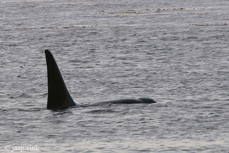 Killer Whale - Orca -Orcinus orca