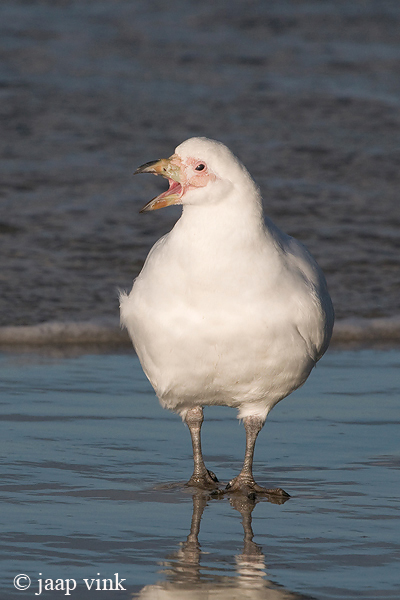 Chionis alba - Zuidpoolkip - Pale-faced Sheatbill