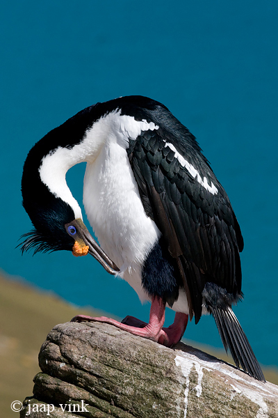 Imperial Shag - Blauwoogaalscholver - Phalacrocorax atriceps