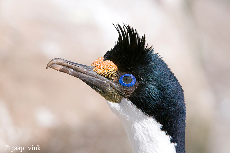 Imperial Shag - Blauwoogaalscholver - Phalacrocorax atriceps