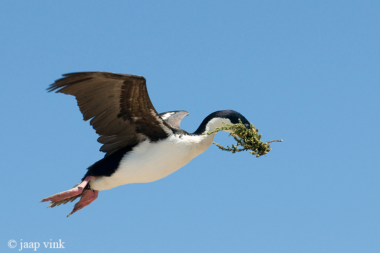 Imperial Shag - Blauwoogaalscholver - Phalacrocorax atriceps