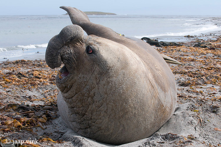 Southern Elephant Seal - Zeeolifant - Mirounga leonina