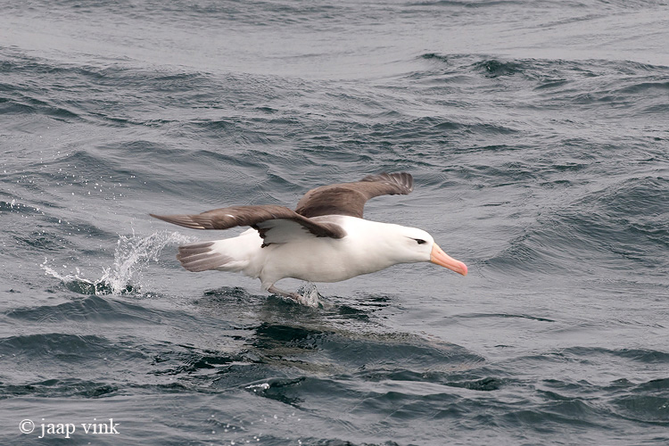 Black-browed Albatross - Wenkbrauwalbatros - Thalassarche melanophris