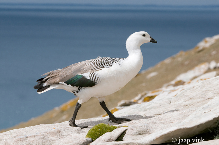 Upland Goose - Magelhaengans - Chloephaga picta