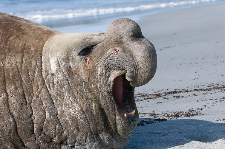 Southern Elephant Seal - Zeeolifant - Mirounga leonina