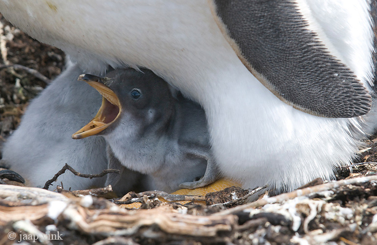 Gentoo Penguin - Ezelspingun - Pygoscelis papua