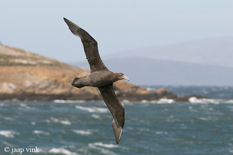 Southern Giant Petrel - Zuidelijke Reuzenstormvogel - Macronectes giganteus