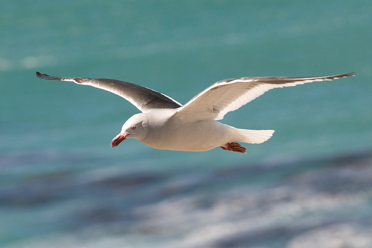 Dolphin Gull - Dolfijnmeeuw - Larus scoresbii
