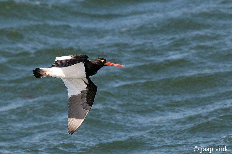 Magellanic Oystercatcher - Magelhaenscholekster - Haematopus leucopodus