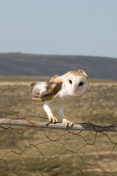 Barn Owl - Kerkuil - Tyto alba