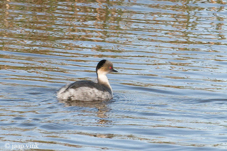 Silvery Grebe - Podiceps occipitalis - Zilverfuut