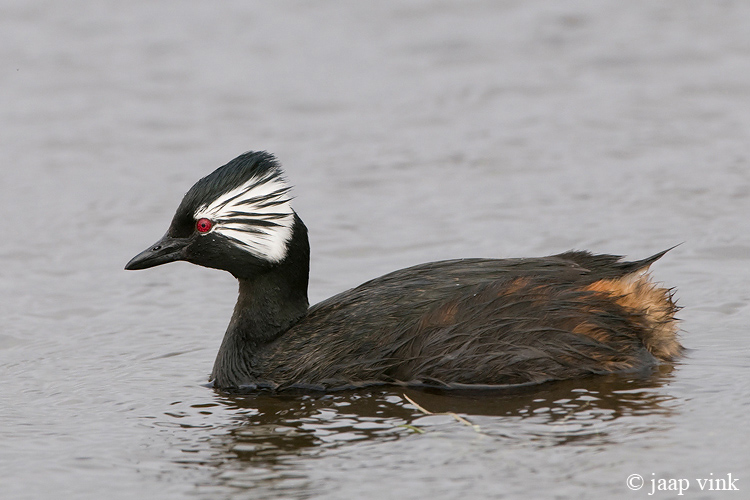 White-tufted Grebe - Witwangfuut - Rollandia rolland