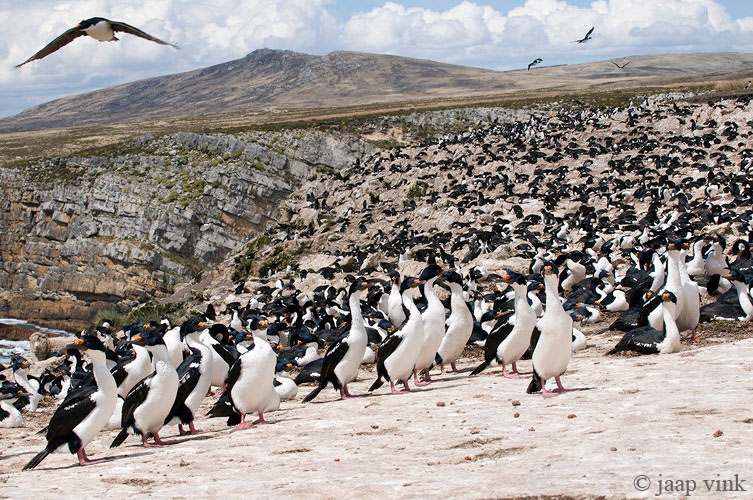 Imperial Shag - Blauwoogaalscholver - Phalacrocorax atriceps