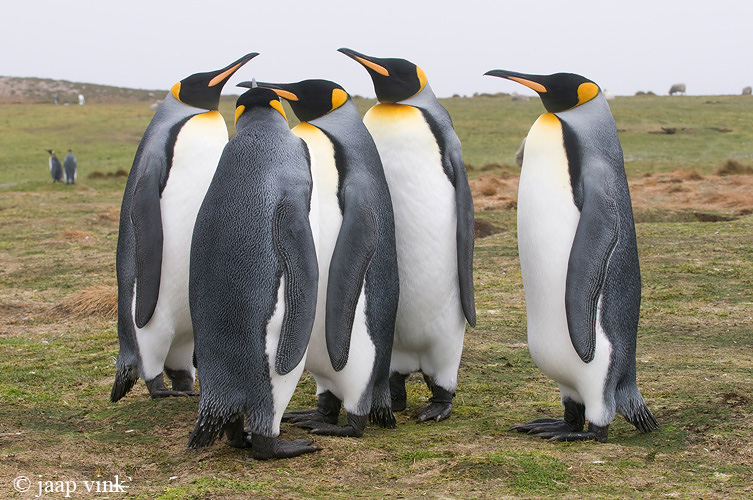 King Penguin - Koningspingun - Aptenodytes patagonicus