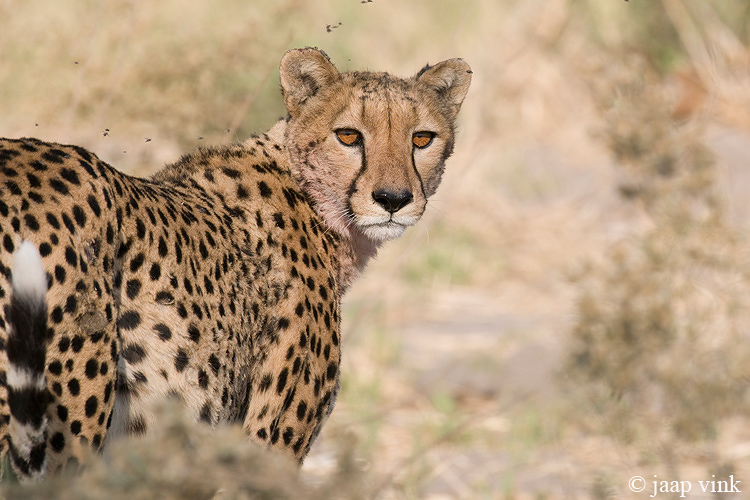 Cheetah - Jachtluipaard - Acinonyx jubatus