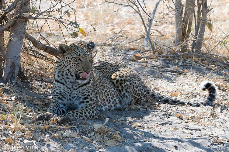 Leopard - Luipaard - Panthera pardus