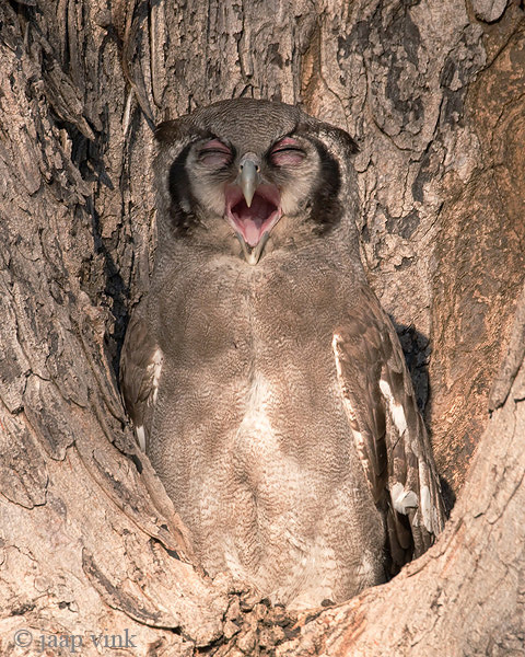Verreauxs Eagle Owl - Verreaux-oehoe - Bubo lacteus